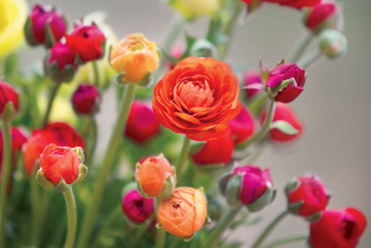 Can’t Tell Peonies from Roses? A Beginner’s Guide to Knowing What’s in Your Bouquet