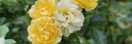 The Best Flowers to Send in October