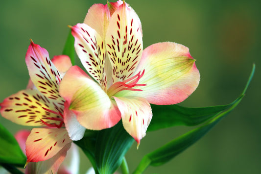 9 Easy Ways to Make Valentine's Day Special
