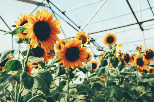 Why Sunflowers Feel Like Summer