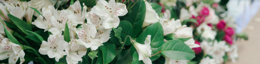 Why Alstroemeria Lilies Deserve a Spot in Your Fall Décor