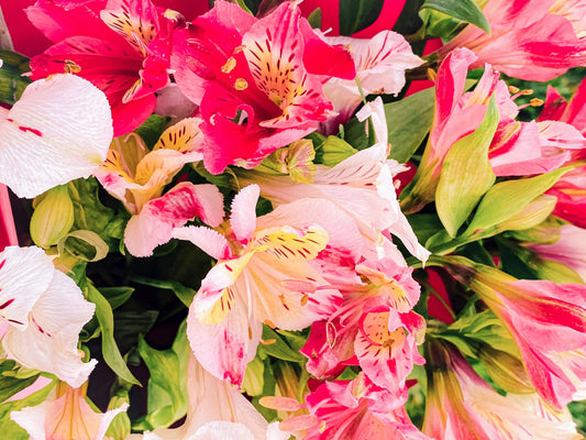 Alstroemeria Lilies: The Flower That Always Means Something