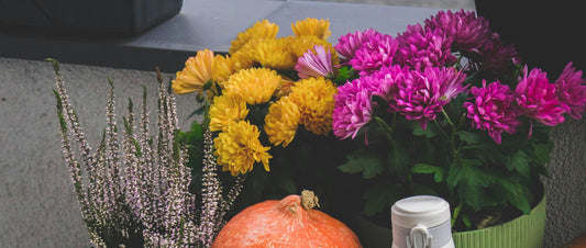 Hosting Essentials for October Gatherings