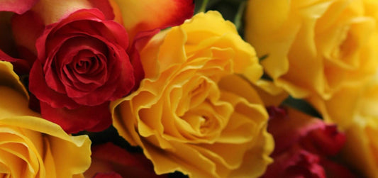 How to Incorporate Roses into Your Halloween Celebrations