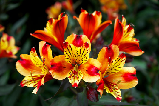 Alstroemeria Lilies Say “Just Thinking of You” Perfectly