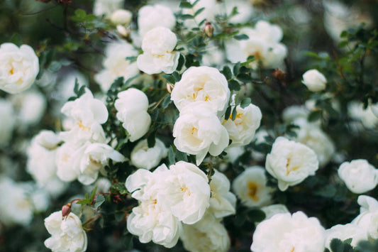 How to Send Flowers That Actually Feel Personal