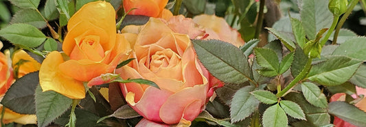 From Fall to Thanksgiving: Refresh Your Home with New Bouquets