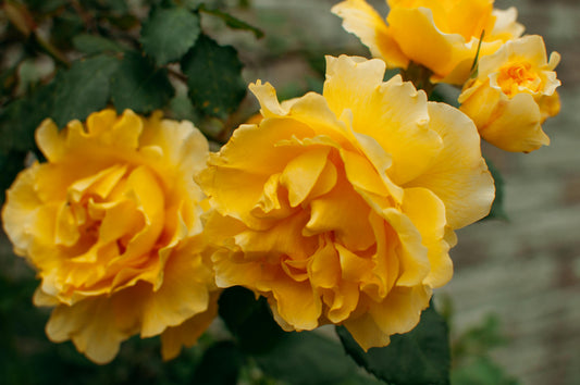 Yellow Roses Are the Best Flowers For Autumn