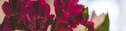 Alstroemerias and Their Unique Role in Floral Design