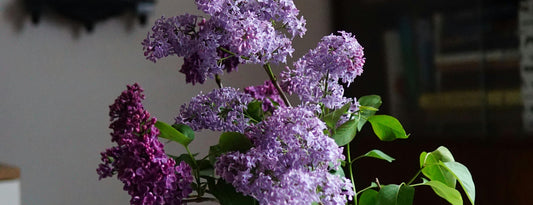 The Power of Everyday Flowers
