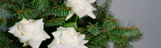 Top 5 Christmas Flowers and Their Meanings