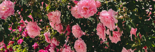 Why Farm-Fresh Flowers Make All the Difference