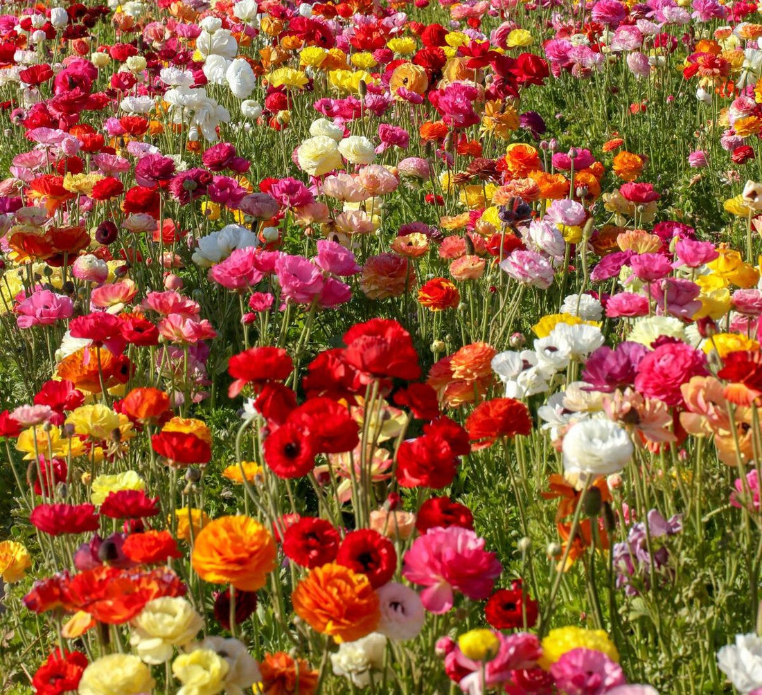 New Baby Flowers for Family: Celebrating the Newest Member of Your Home