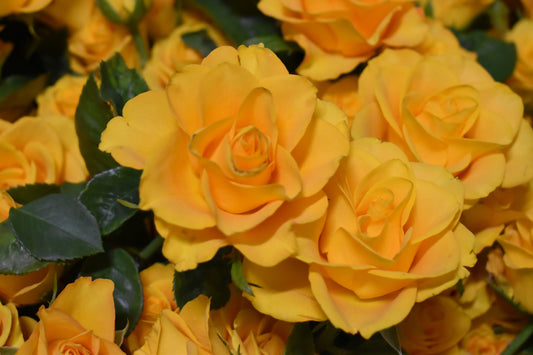 Get Well Soon Flowers with Yellow Roses for a Brighter Recovery