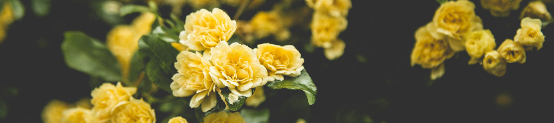 Yellow Roses to Brighten Your Thanksgiving Table