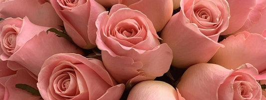 The Roses Our Women Farmers Recommend for Working Women