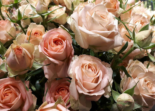 Flowers for Dorms and First Apartments They’ll Actually Love