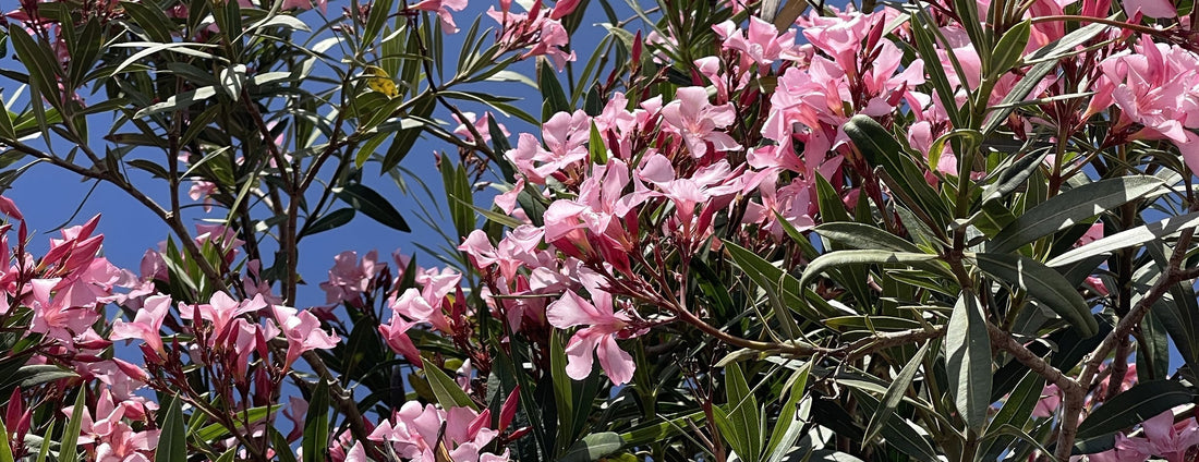 Sending New Baby Flowers When You Live Far Away From the New Parents