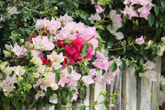 Gifting Summer Flower Bouquets with Aquarossa Farms