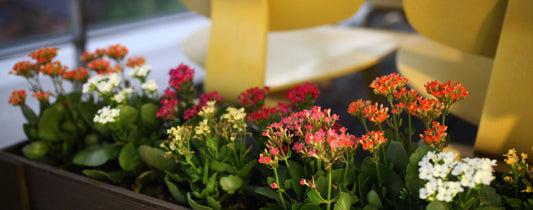 The Power of First Impressions: Flowers for Teachers Starting the Year Strong
