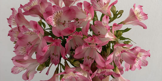 Thoughtful Flowers for a New Mom That Aren’t Roses