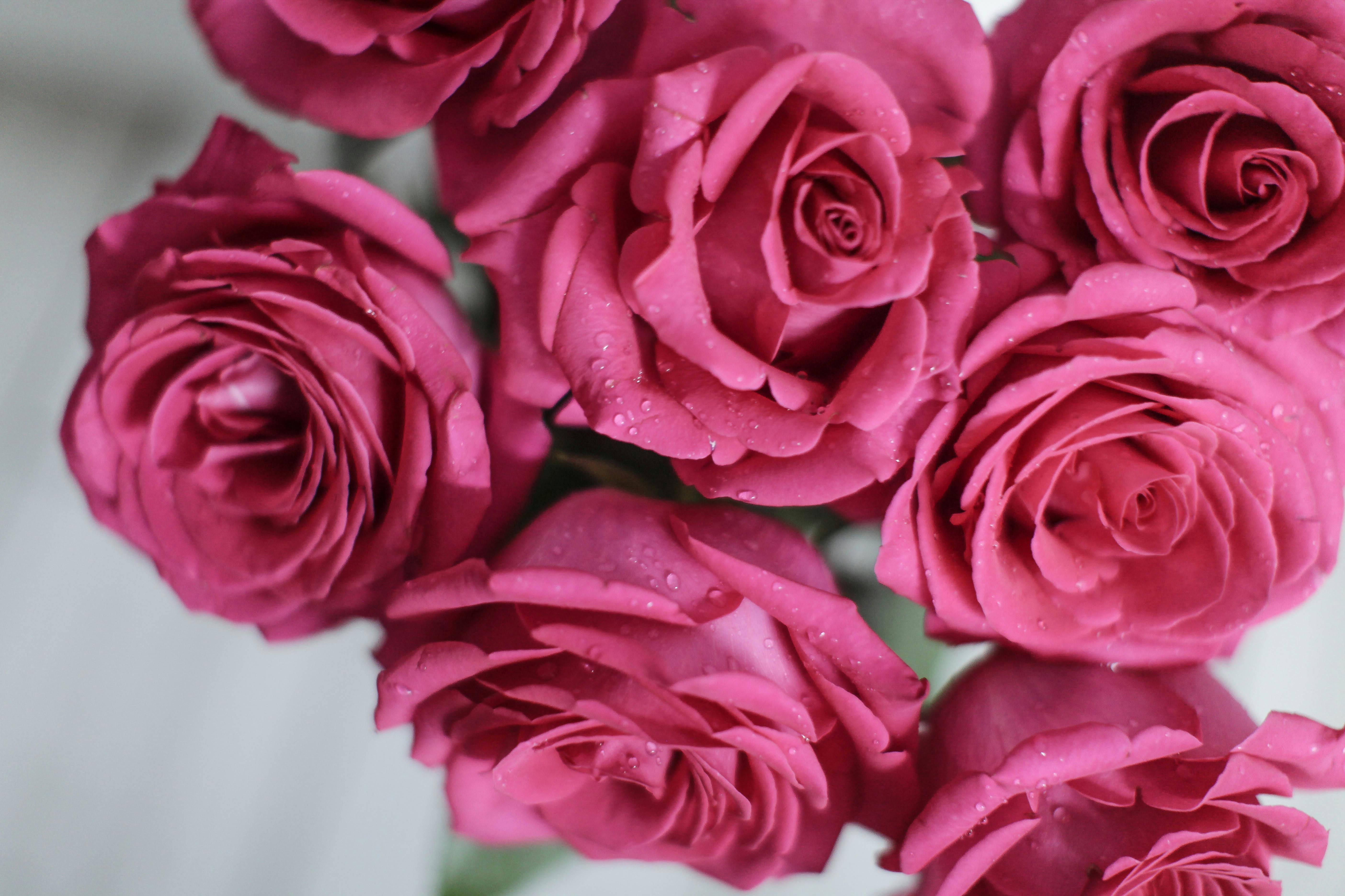 Sending Flowers to First Semester College Students | Aquarossa Farms