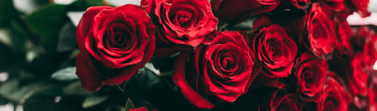 Red Roses for Wedding Celebrations of Love