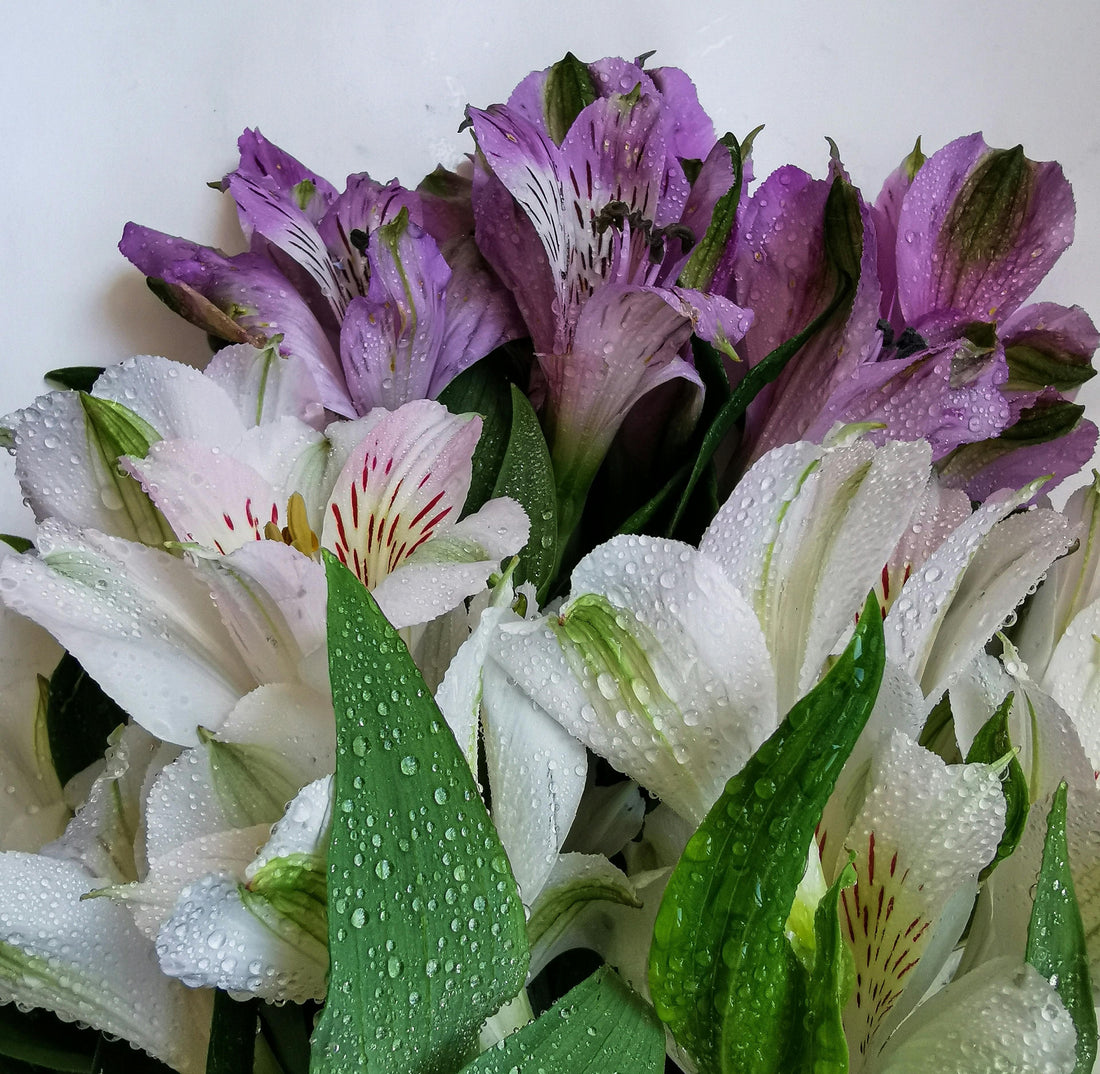 Celebrate Anniversaries with the Soft Joy of Lilies