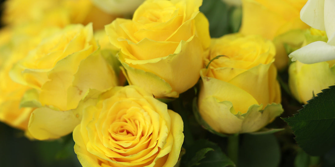 Sending Flowers as a Housewarming Gift For Long Distance Moves