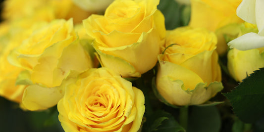 Sending Flowers as a Housewarming Gift For Long Distance Moves