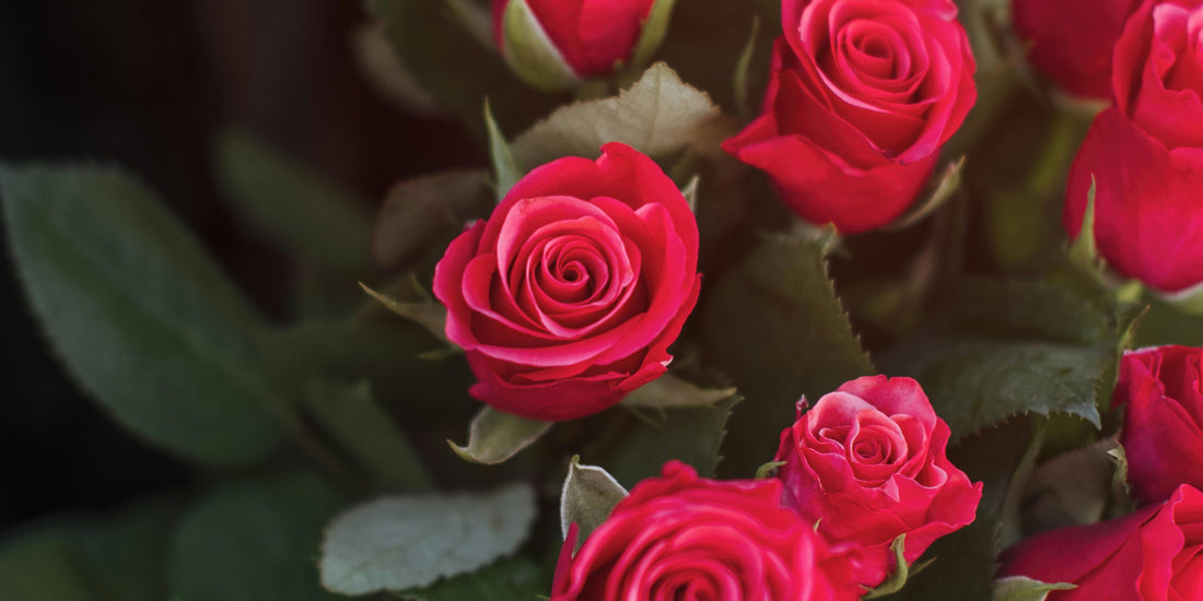 Congratulations Flowers for College Graduates Starting a New Chapter