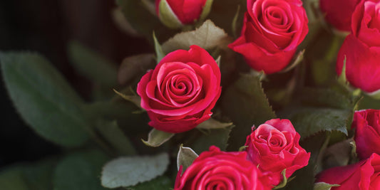 Congratulations Flowers for College Graduates Starting a New Chapter