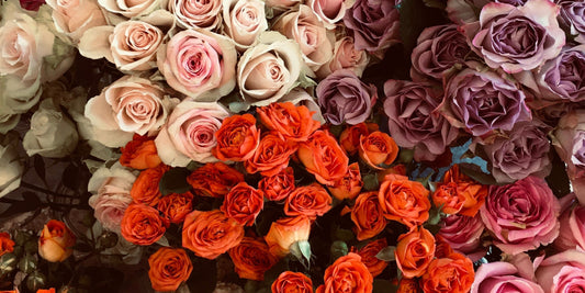 Why Roses Are a Safe Flower Choice for Homes With Pets