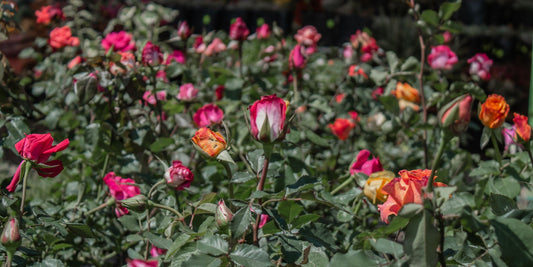 Why Environmental Practices Matter When Buying Flowers