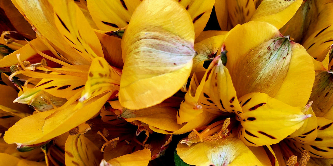 Why Alstroemerias Are the Best Flowers to Send in the Summer Time