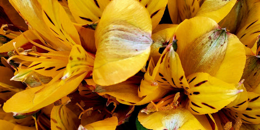 Why Alstroemerias Are the Best Flowers to Send in the Summer Time