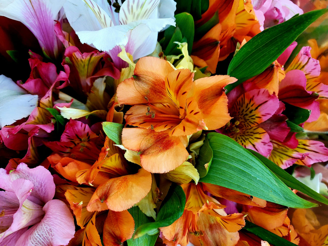 Show You Care from Anywhere with Alstroemeria Lilies for Family