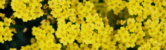Buying Flowers in a New Relationship and Keeping It Easy and Meaningful