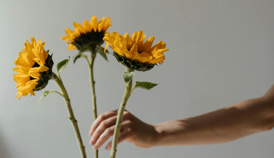 Tips for Caring for Fresh Cut Sunflowers: Bringing Sunshine Indoors