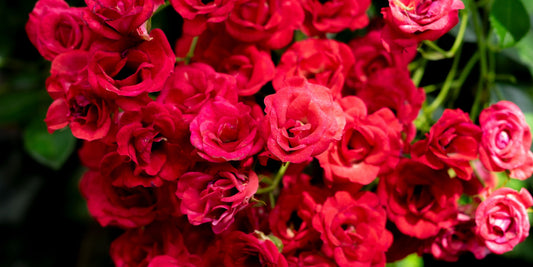 Brighten Up Your Child’s First Dorm With Roses
