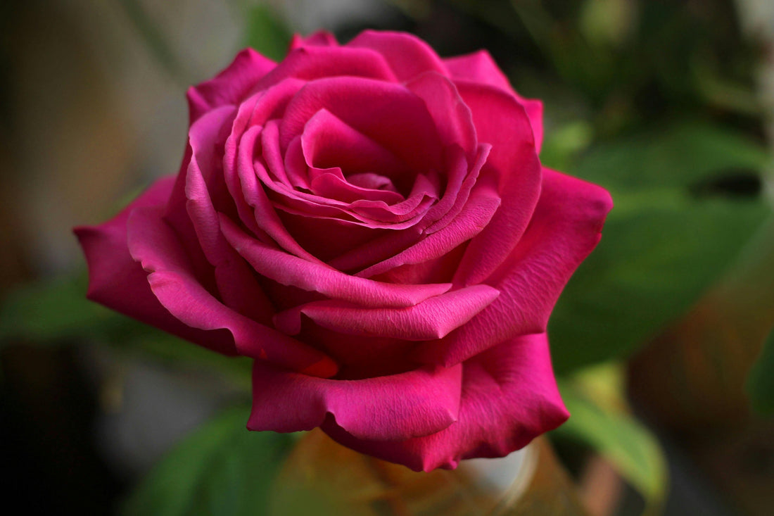 Flower Stories from My Grandmother’s Garden