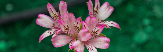 The Best Flowers to Send to Coworkers and Clients