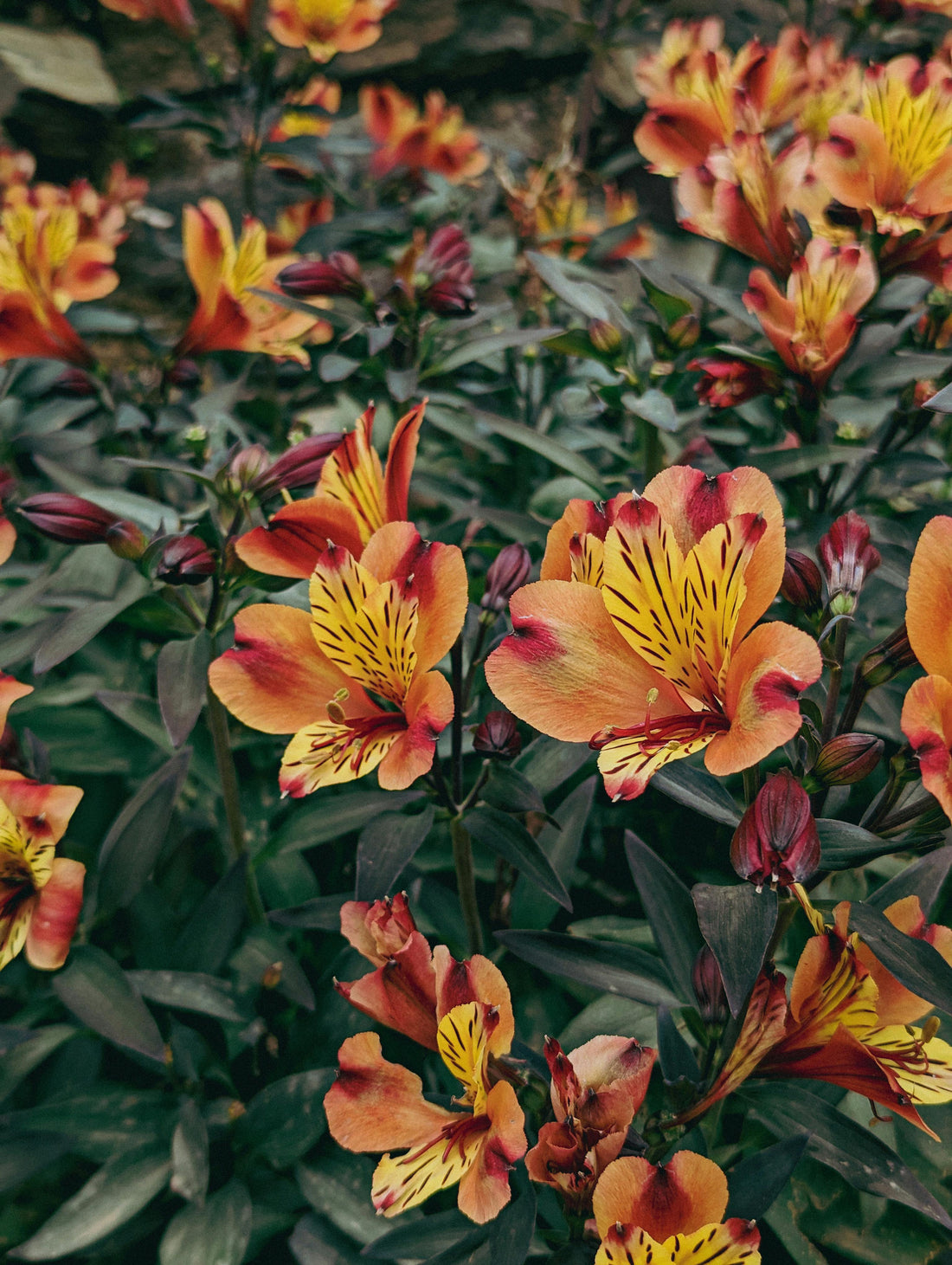 Alstroemeria Lilies Make Every Birthday Feel More Personal