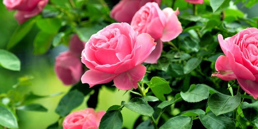 Our Flowers, According to Every Type of Mother