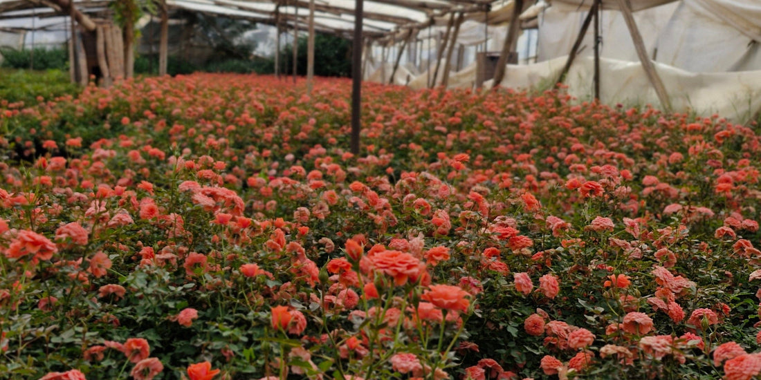 Where Our Flowers Come From and Why It Matters