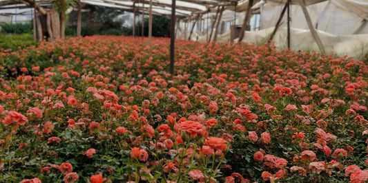 Where Our Flowers Come From and Why It Matters