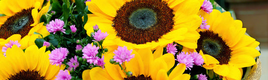 15 Vibrant Yellow Flowers to Brighten Your Day