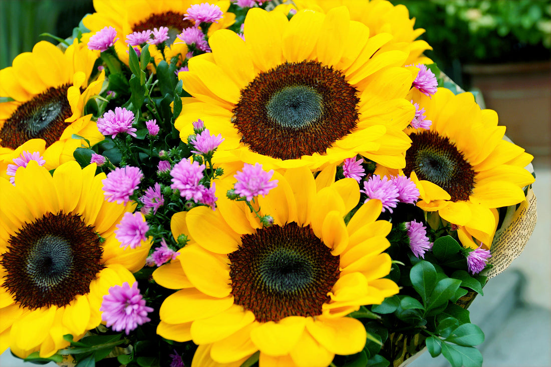 Sunflowers Make a Great Gift — Even for Yourself