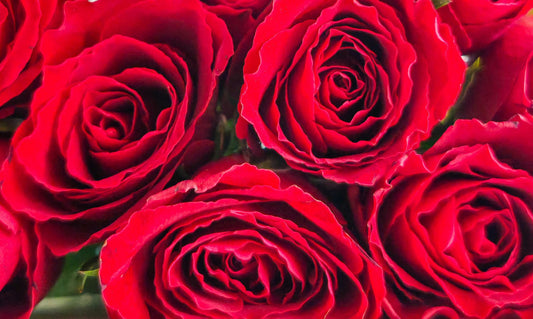 Spring Flowers for Life’s In-Between Moments