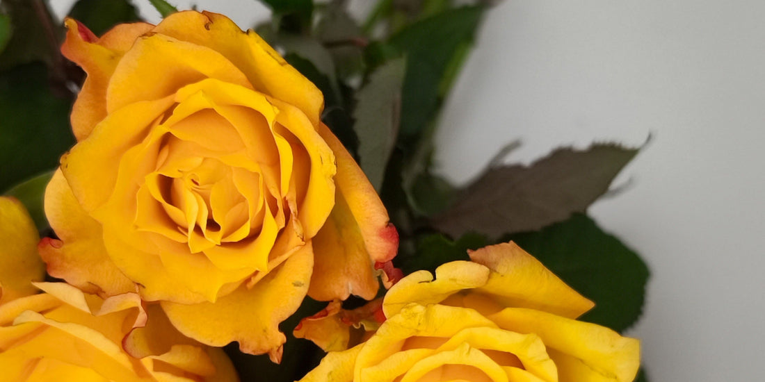 Sending Roses to Your Child During Their First Week of College